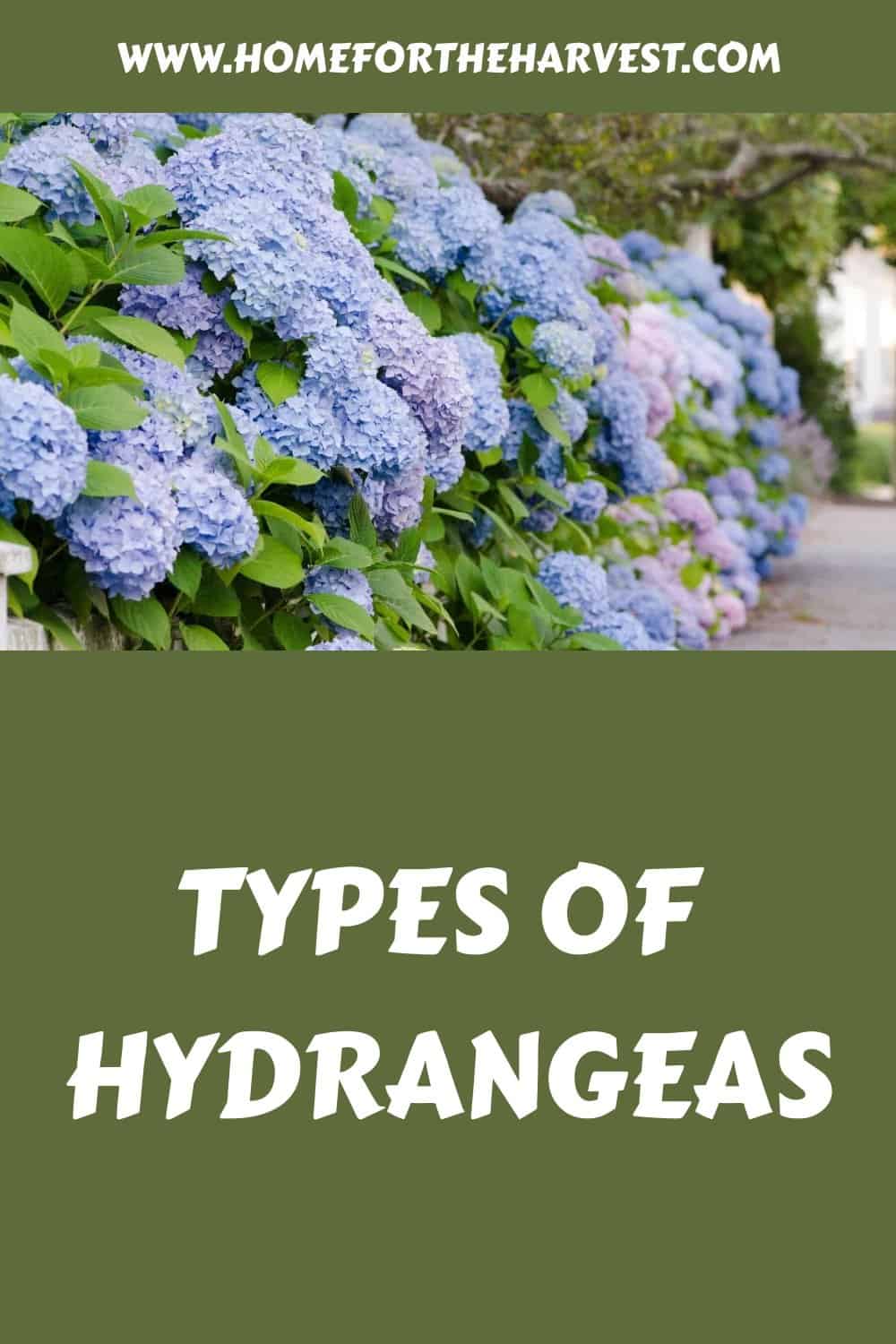 Types of hydrangeas generated pin 23815 1