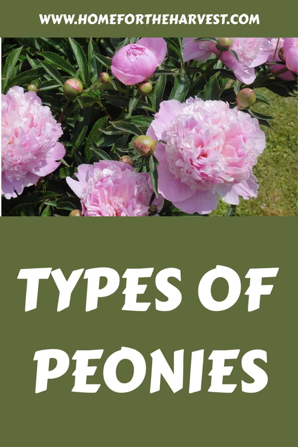 Types of peonies generated pin 17320