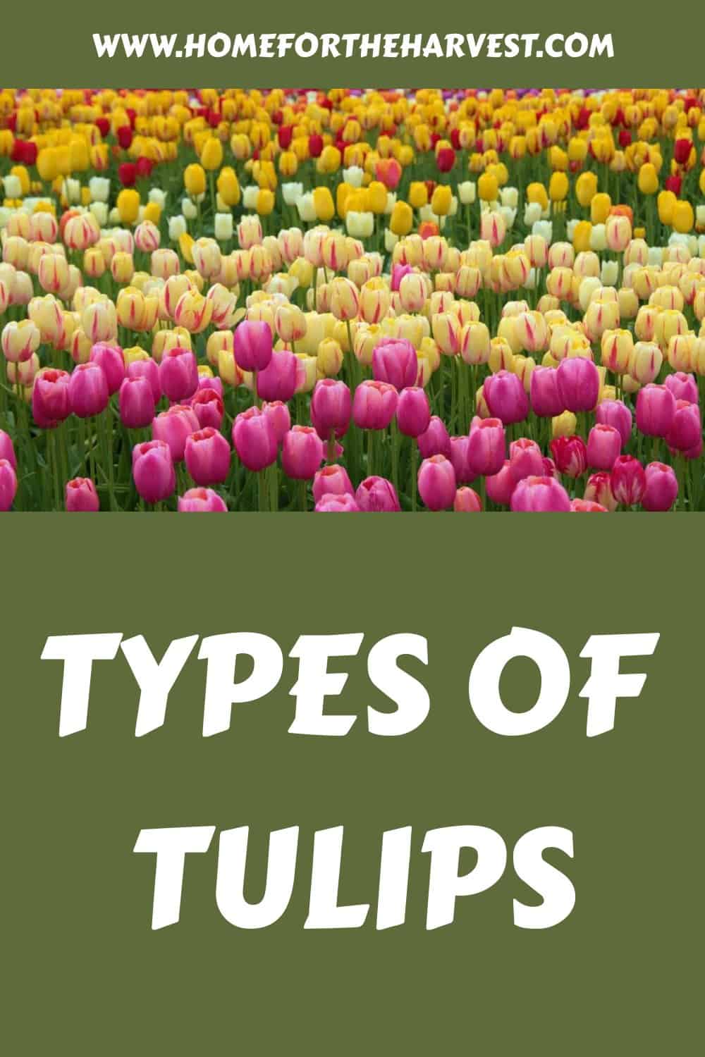 Types of tulips generated pin 27864