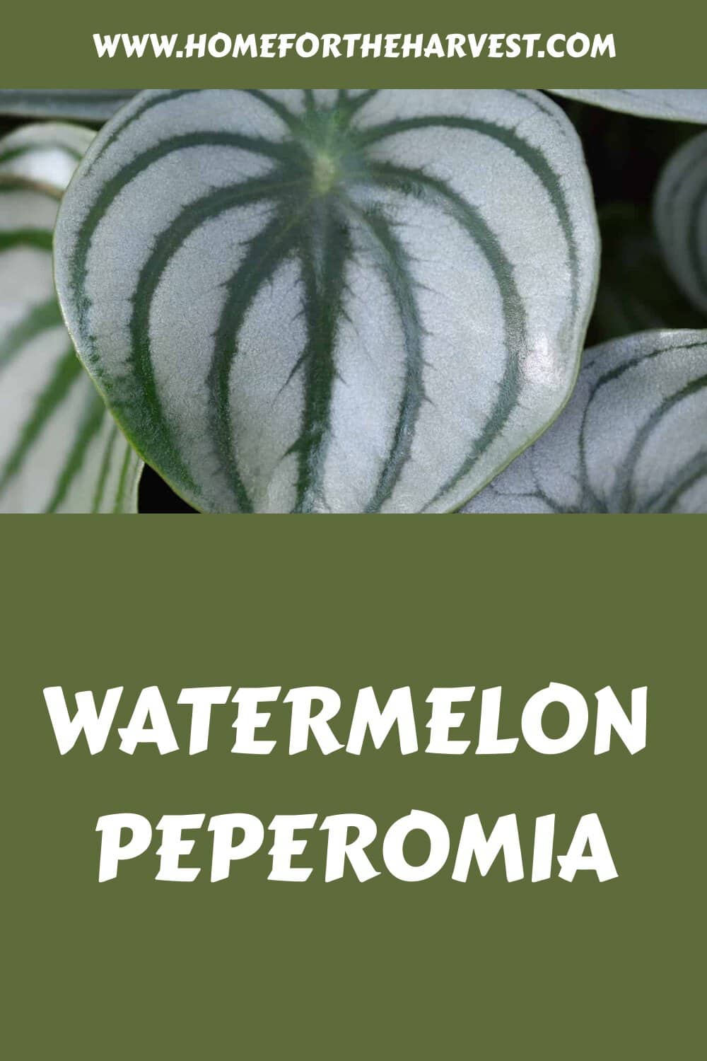 Watermelon peperomia generated pin 24088
