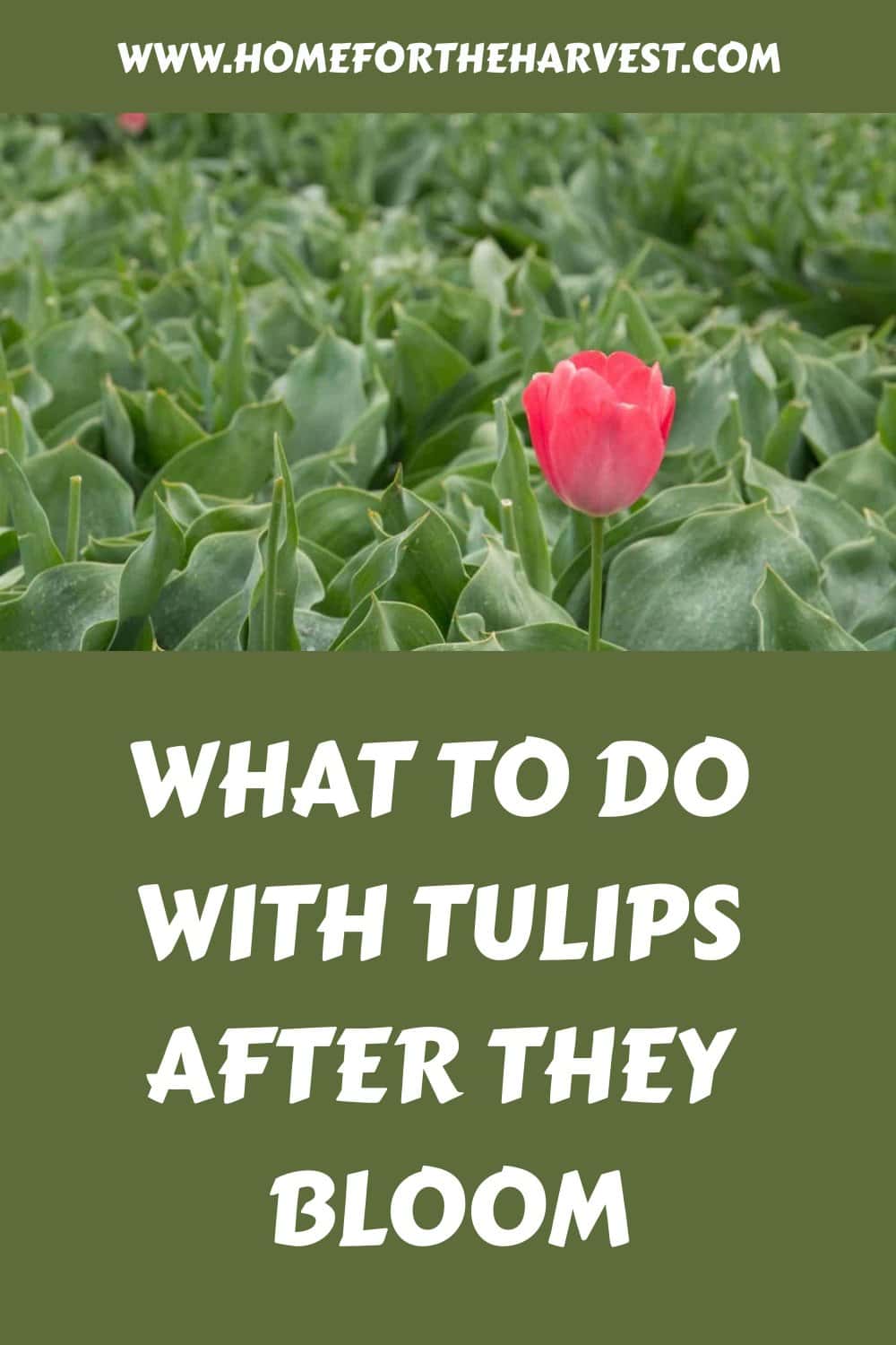 What to do with tulips after they bloom generated pin 29045