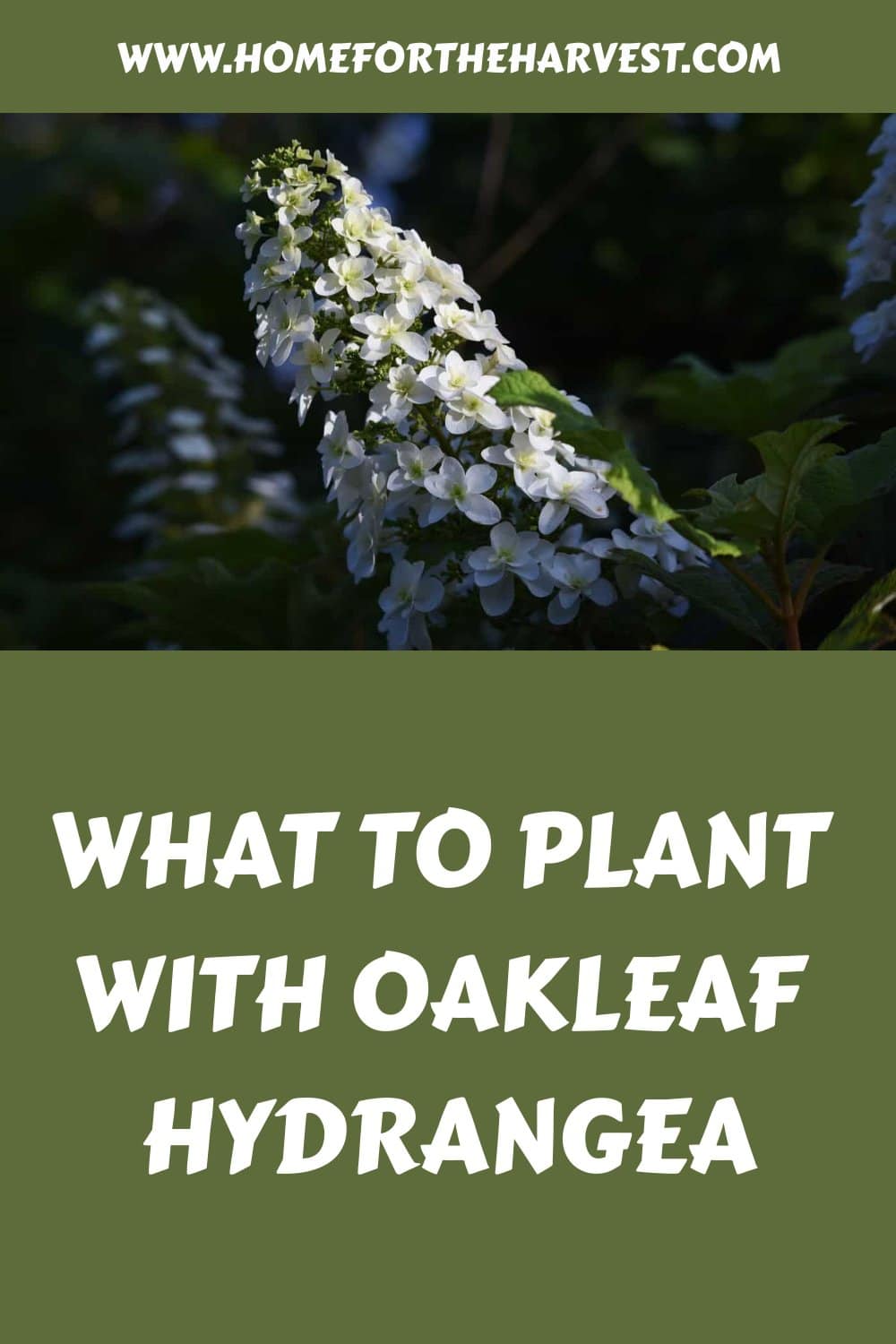 What to plant with oakleaf hydrangea generated pin 47024