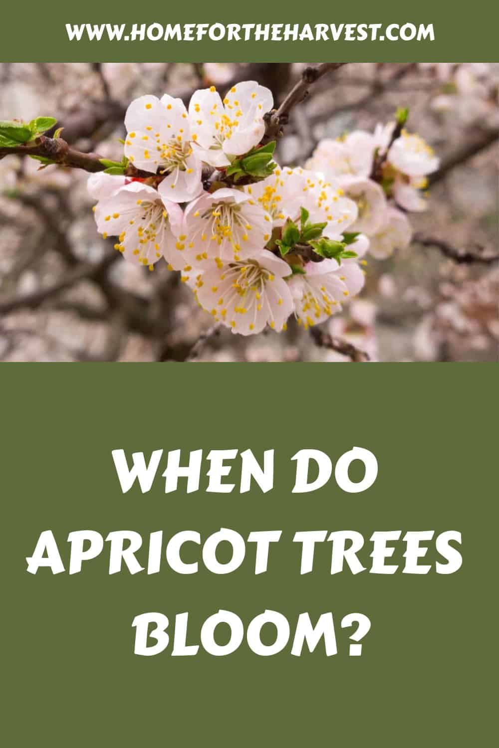 When do apricot trees bloom generated pin 45276