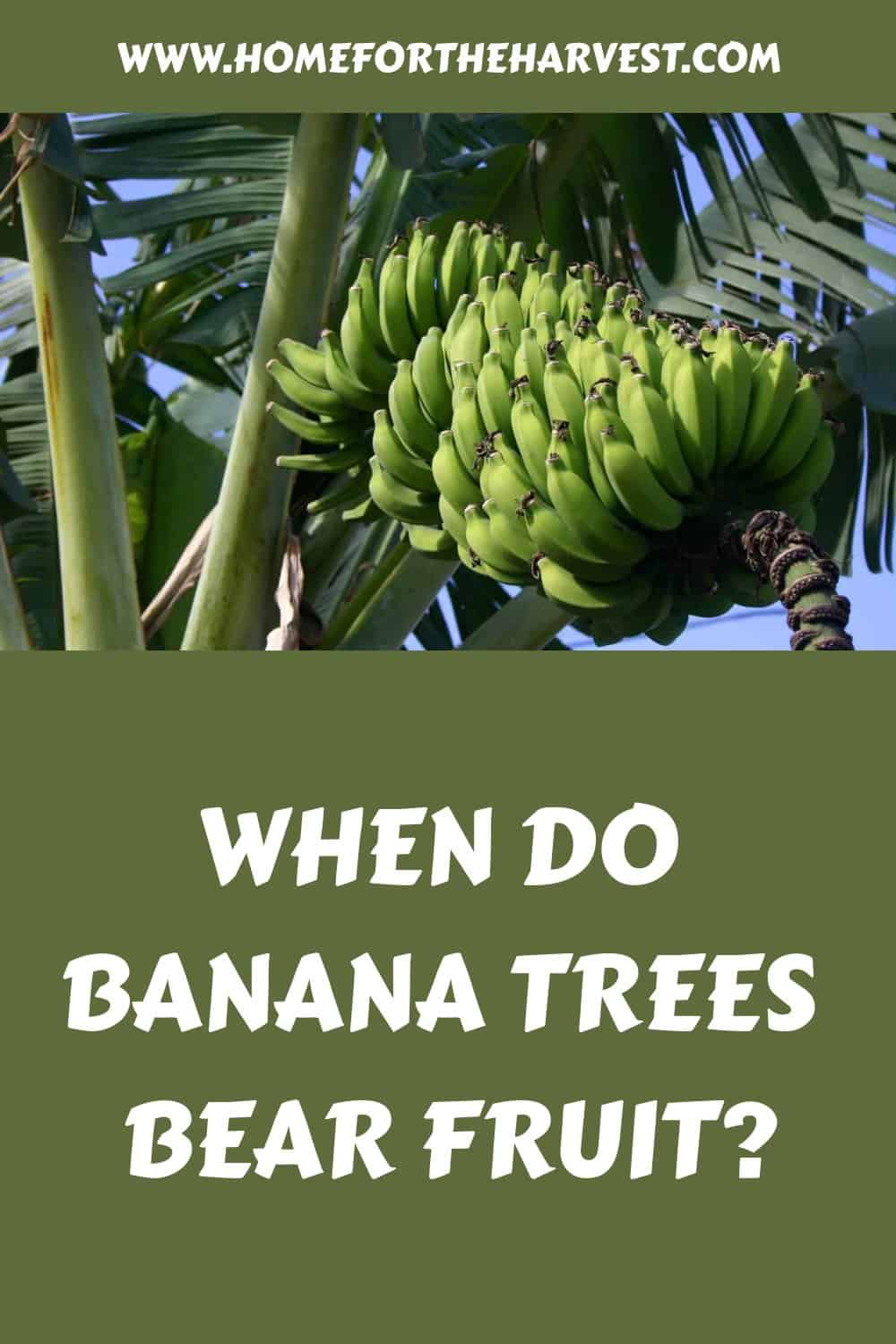 When do banana trees bear fruit generated pin 44597