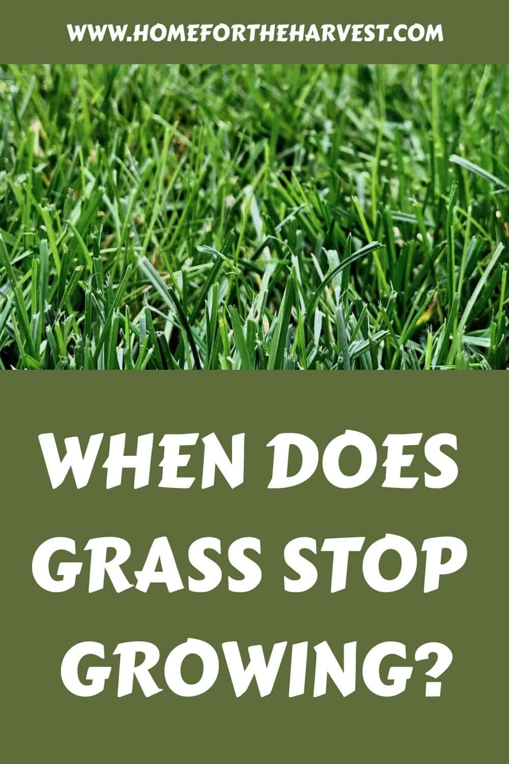 When does grass stop growing generated pin 5628