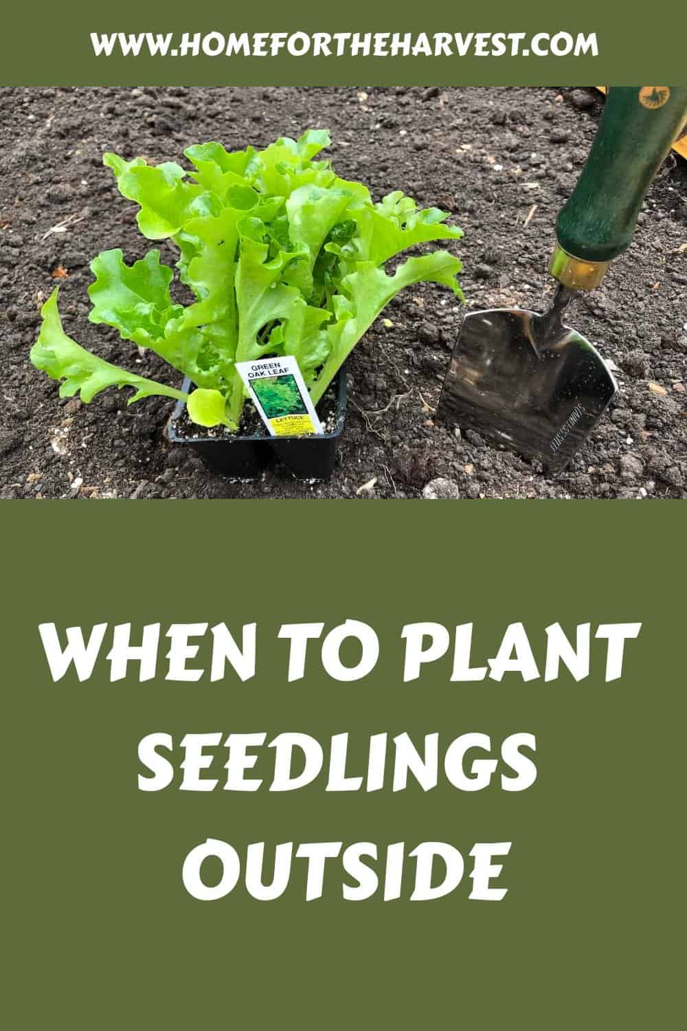 When to plant seedlings outside generated pin 57908
