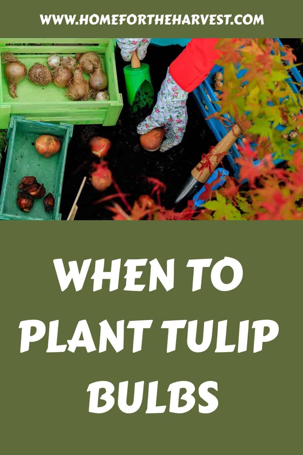 When to plant tulip bulbs generated pin 28157