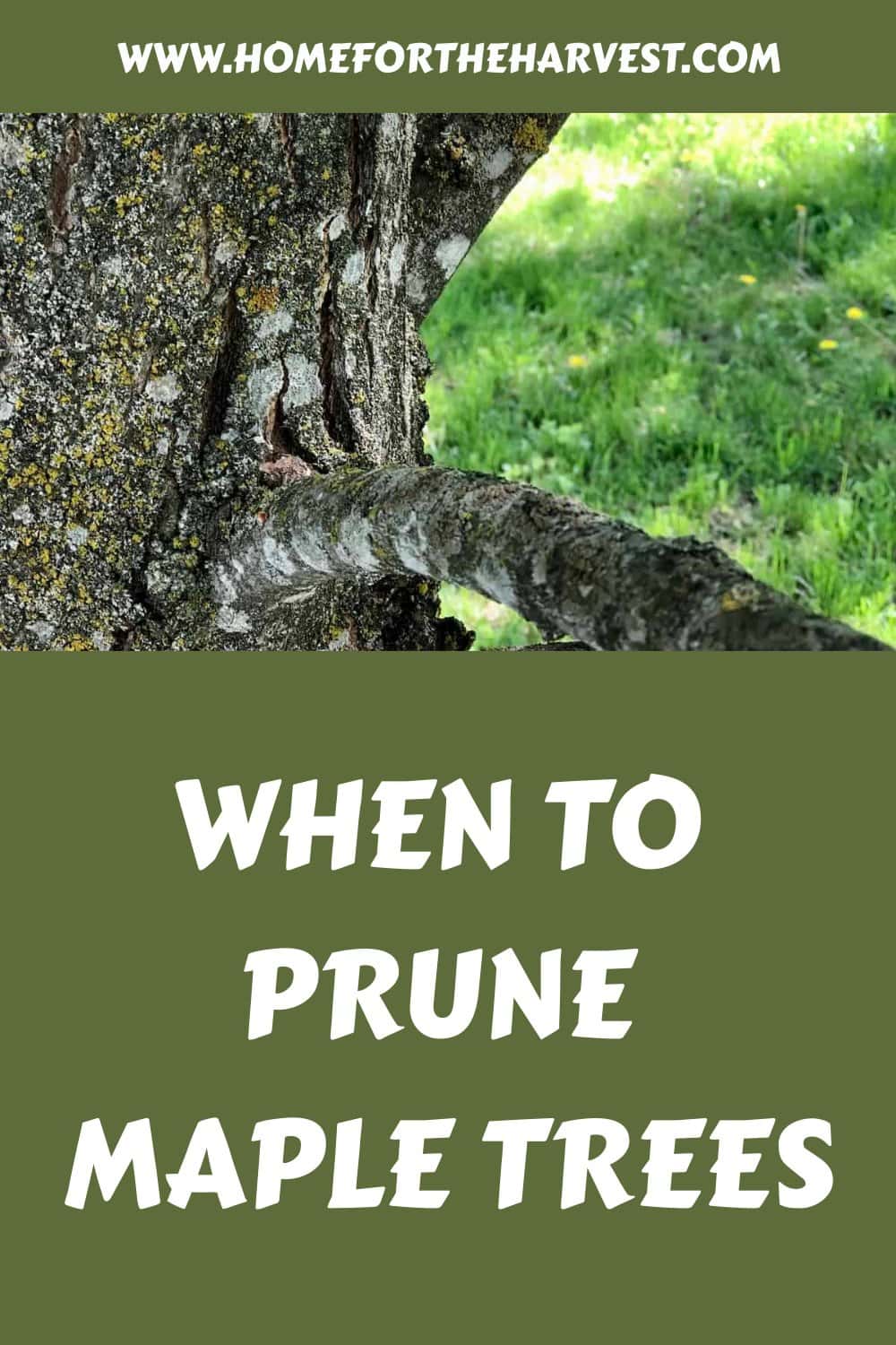 When to prune maple trees generated pin 10495