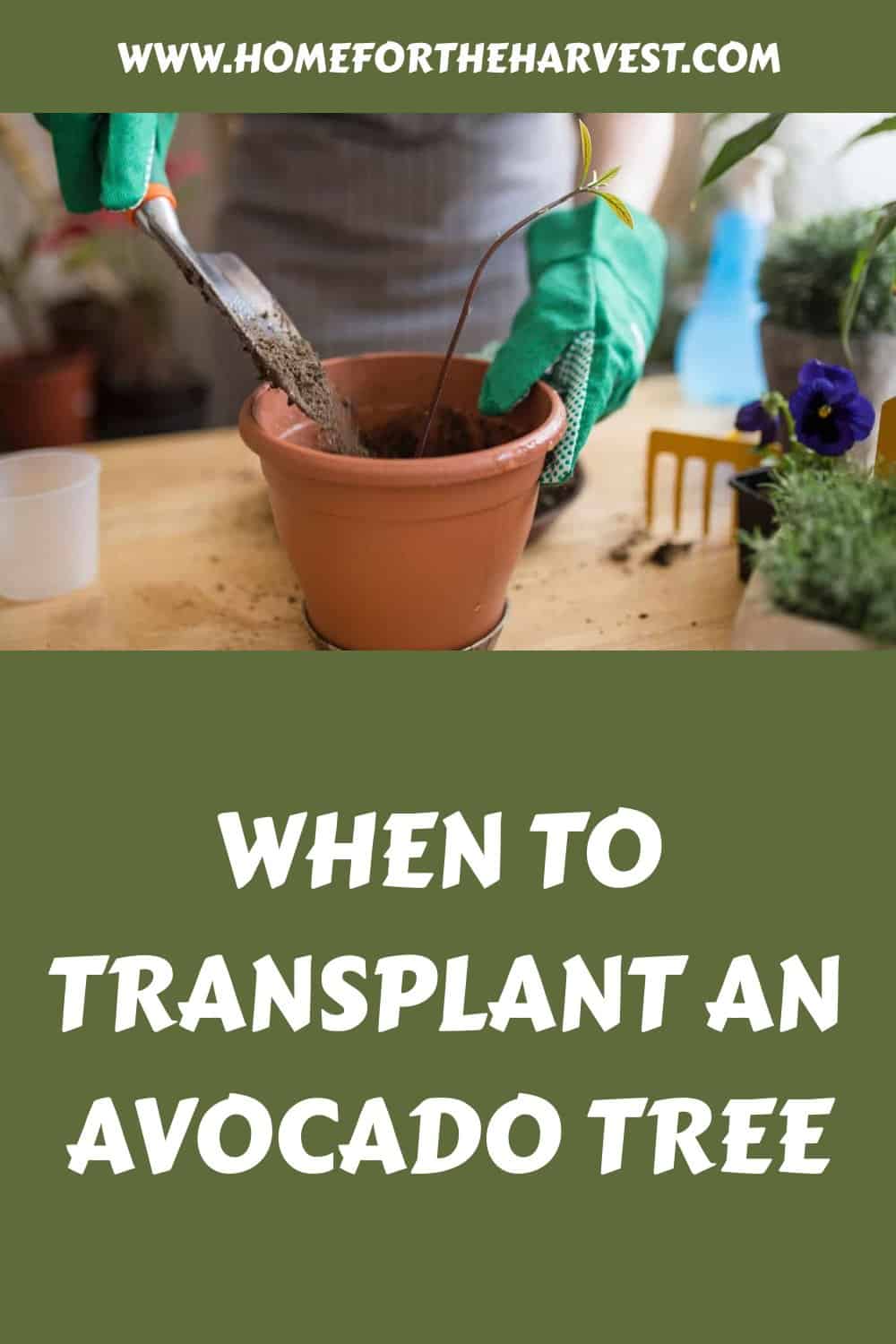 When to transplant an avocado tree generated pin 44444