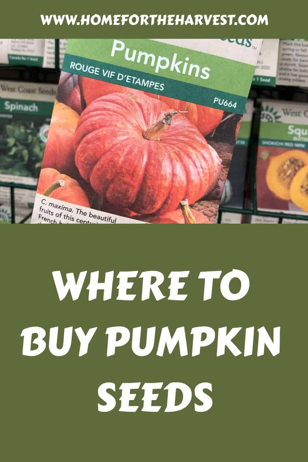 Where to buy pumpkin seeds generated pin 43299