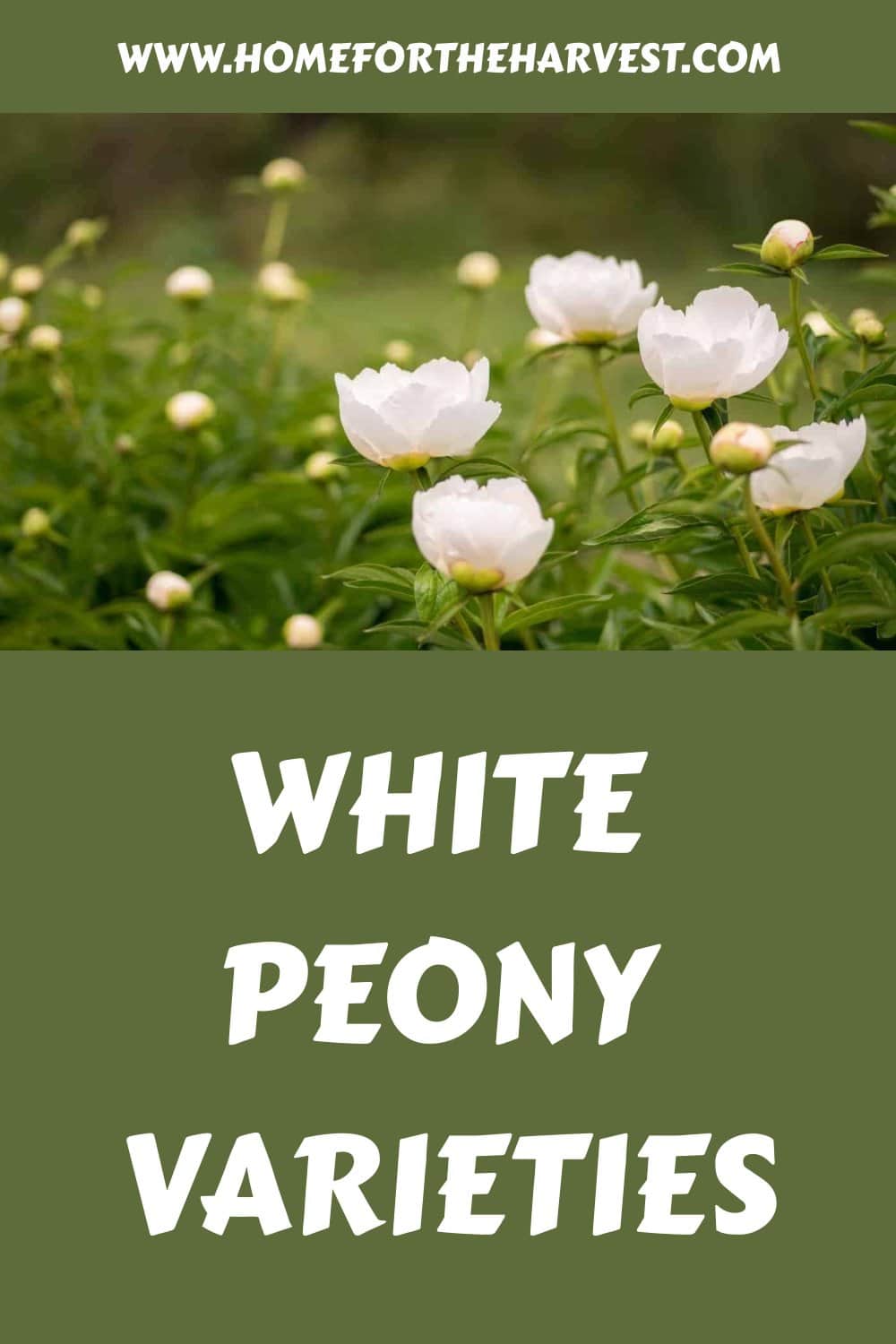 White peony varieties generated pin 23242
