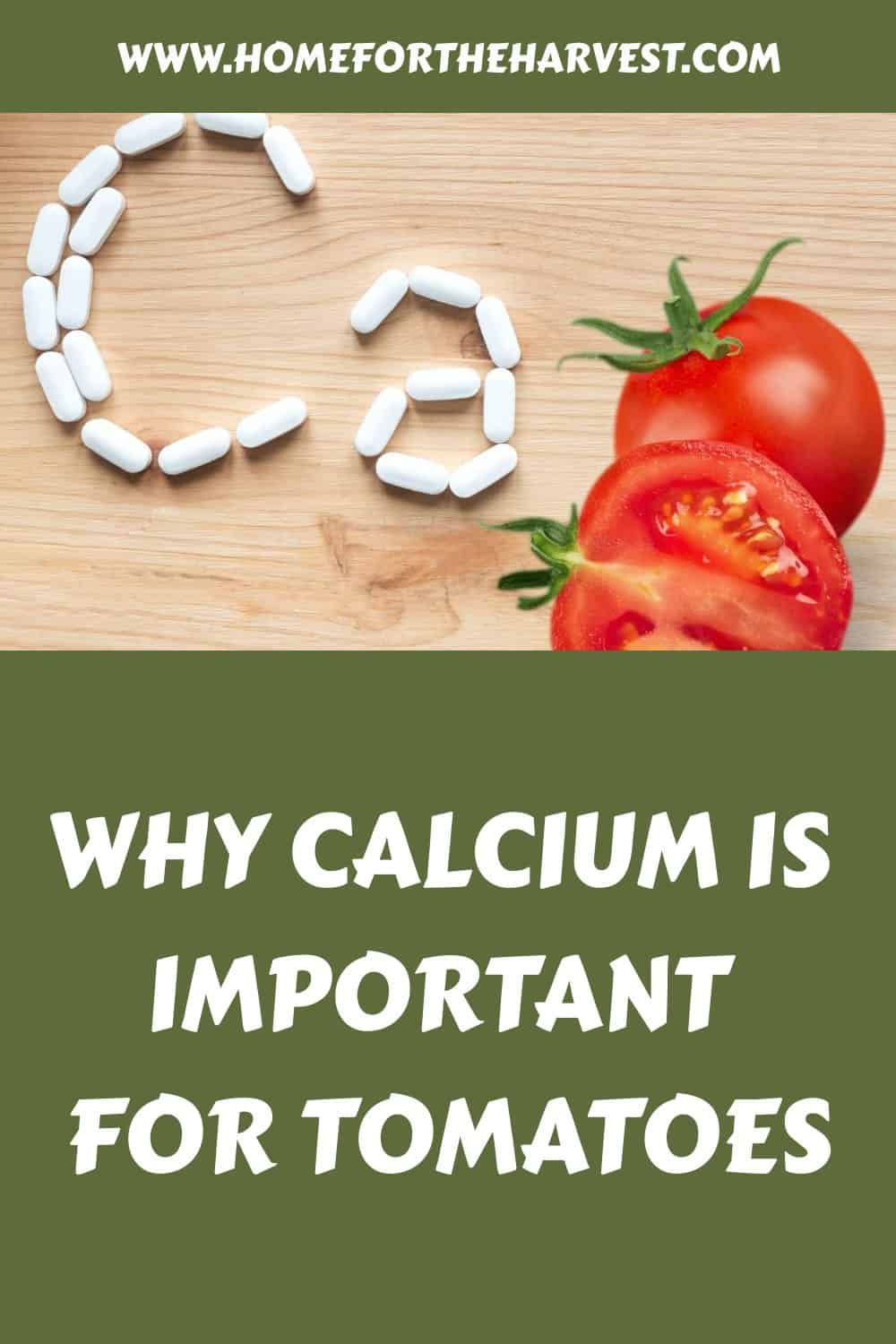 Why calcium is important for tomatoes generated pin 58750