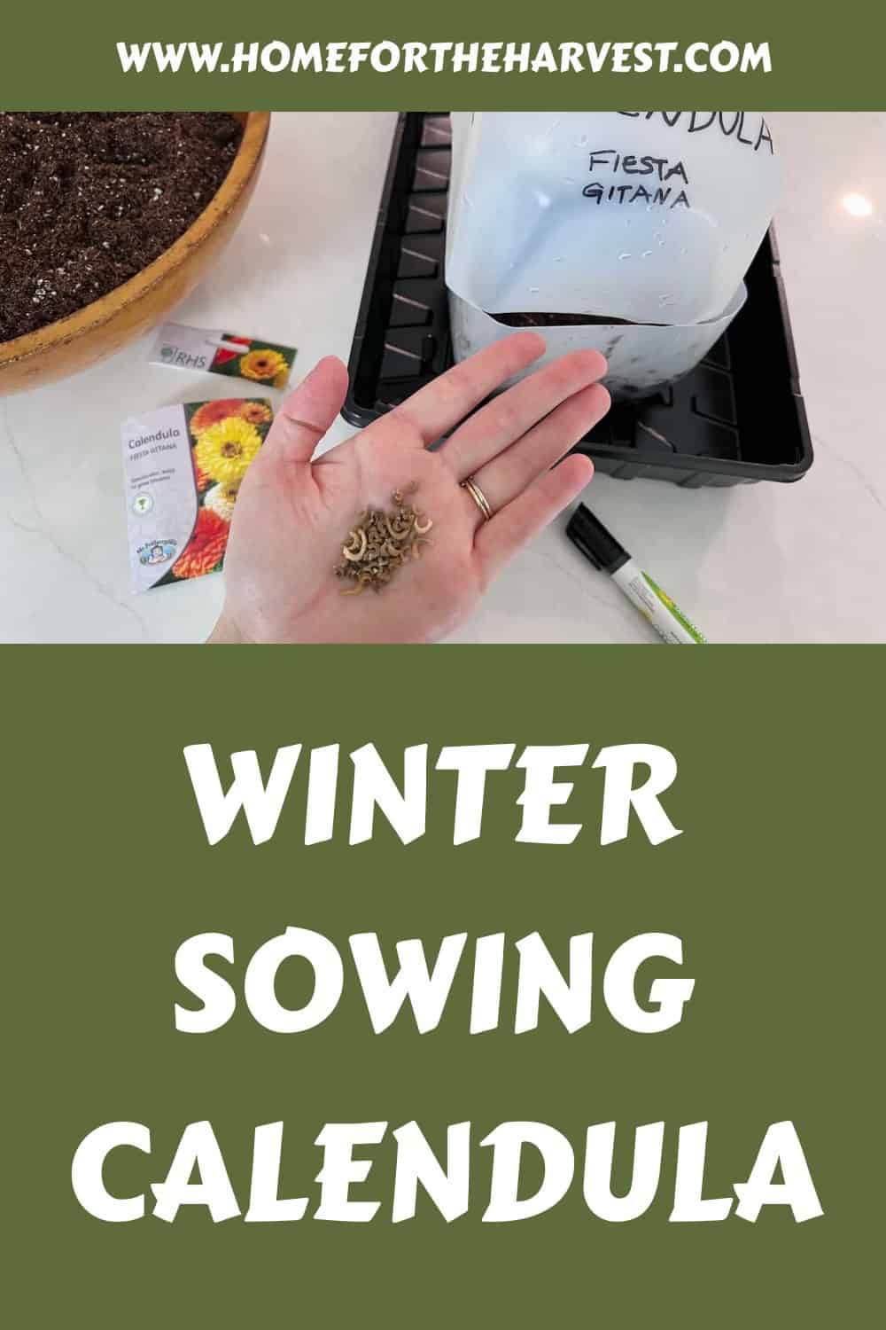 Winter sowing calendula generated pin 55407
