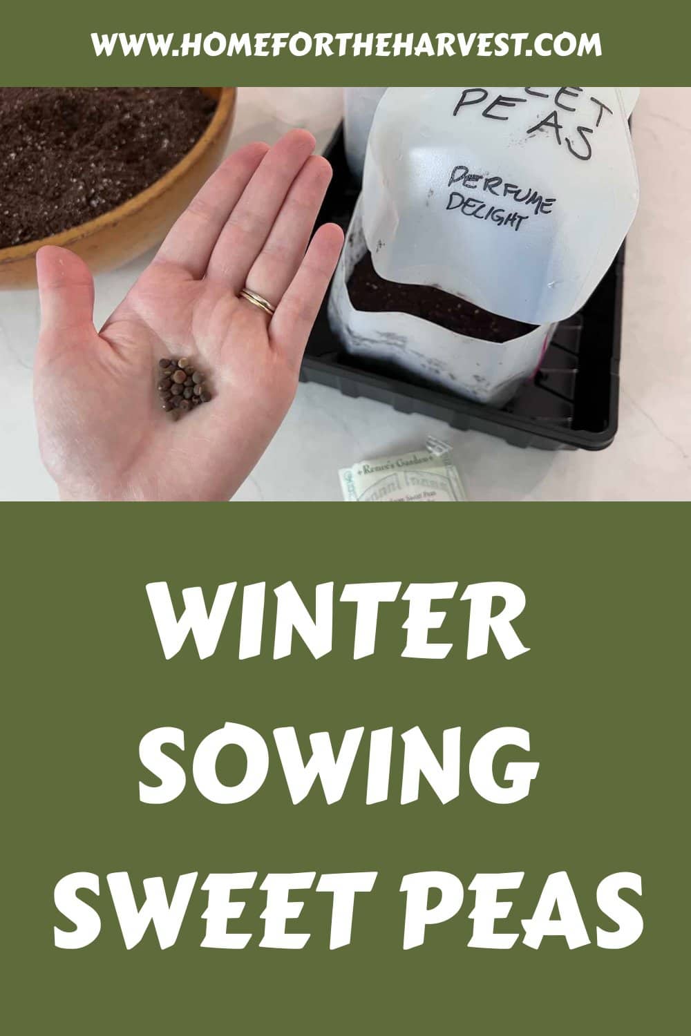 Winter sowing sweet peas generated pin 53969
