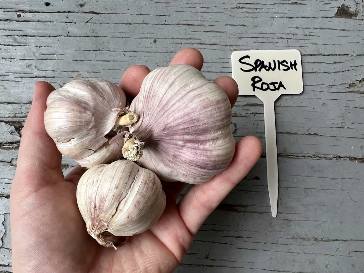 Bulbs of spanish roja garlic