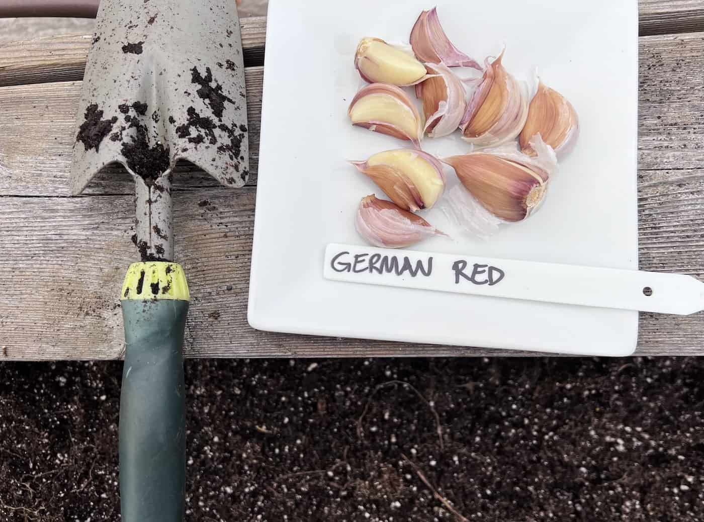 How to grow german red garlic in the garden