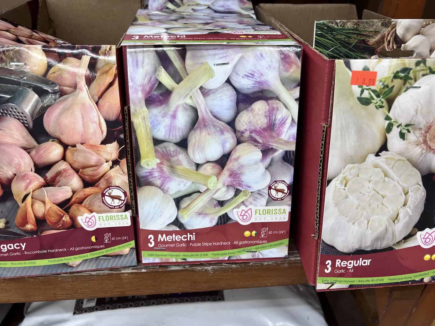 Metechi seed garlic