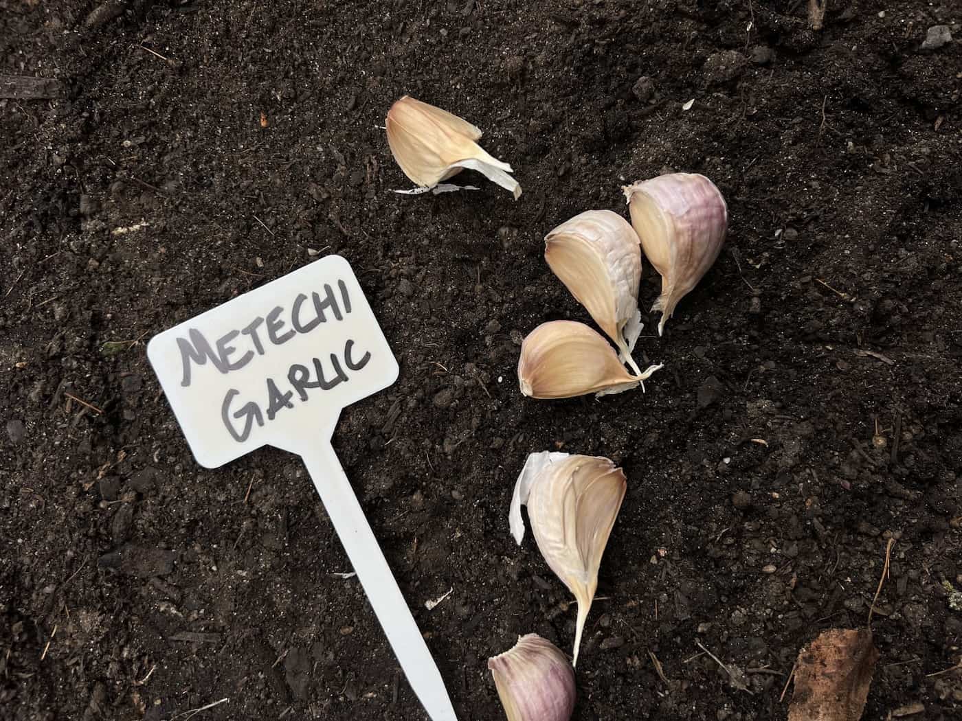 Planting garlic cloves - metechi