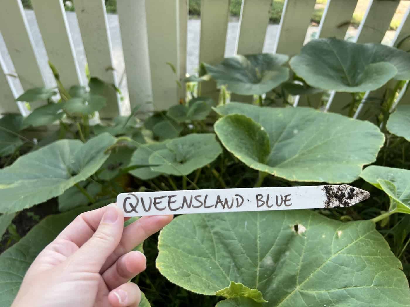 Queensland blue pumpkin plant foliage