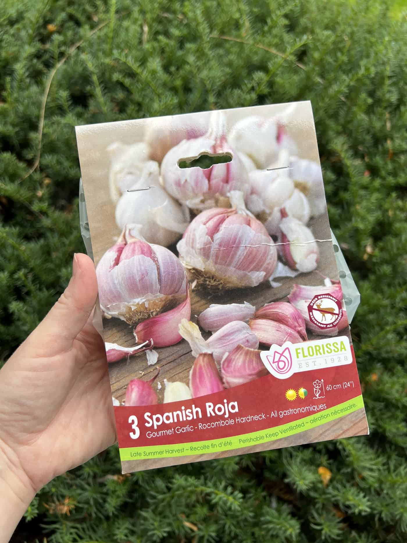 Seed garlic for spanish roja