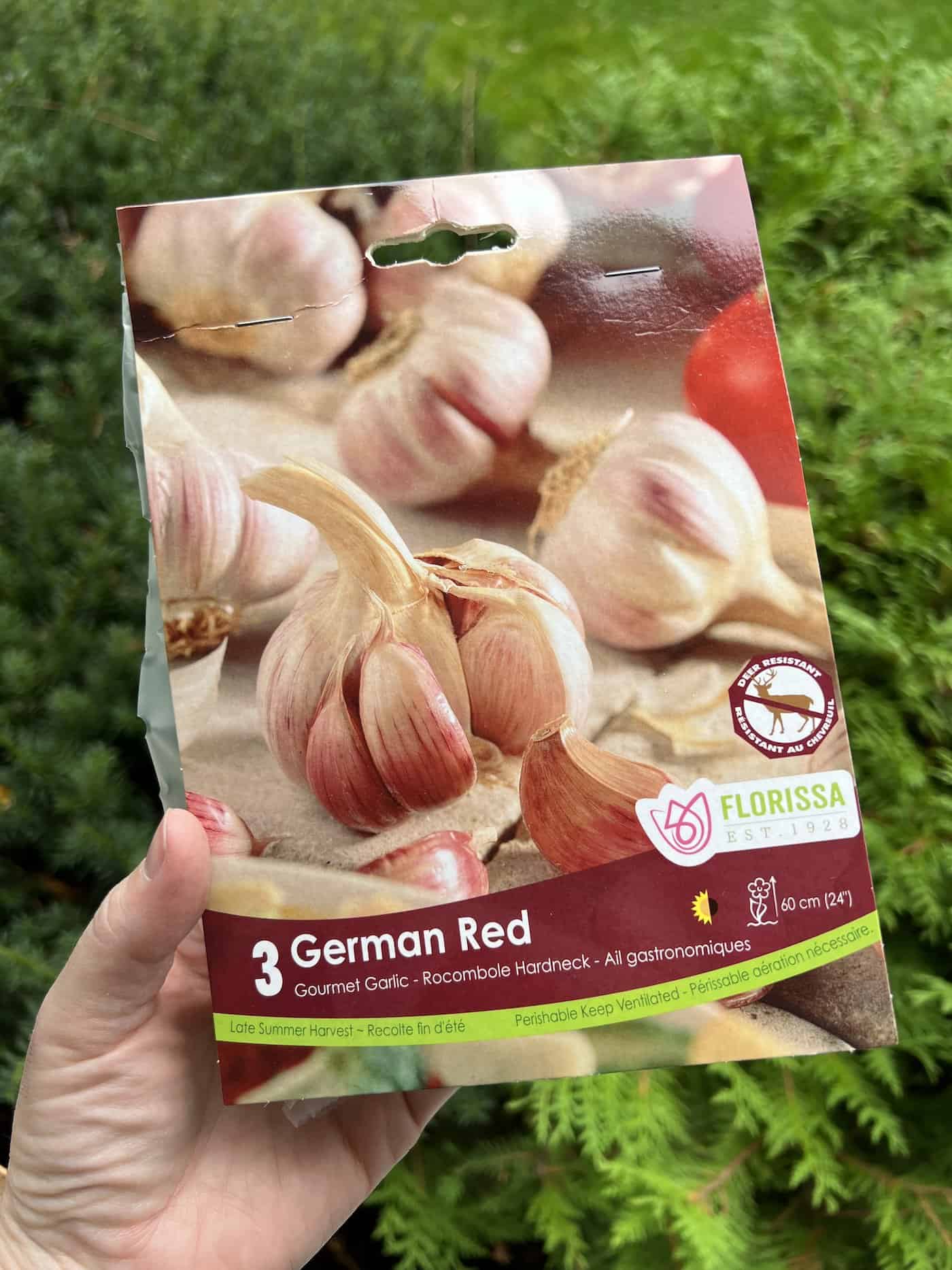 Seed garlic - german