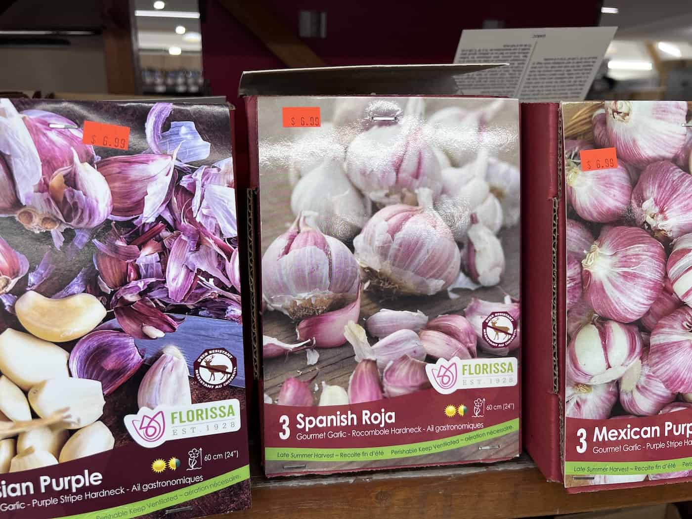 Spanish roja seed garlic