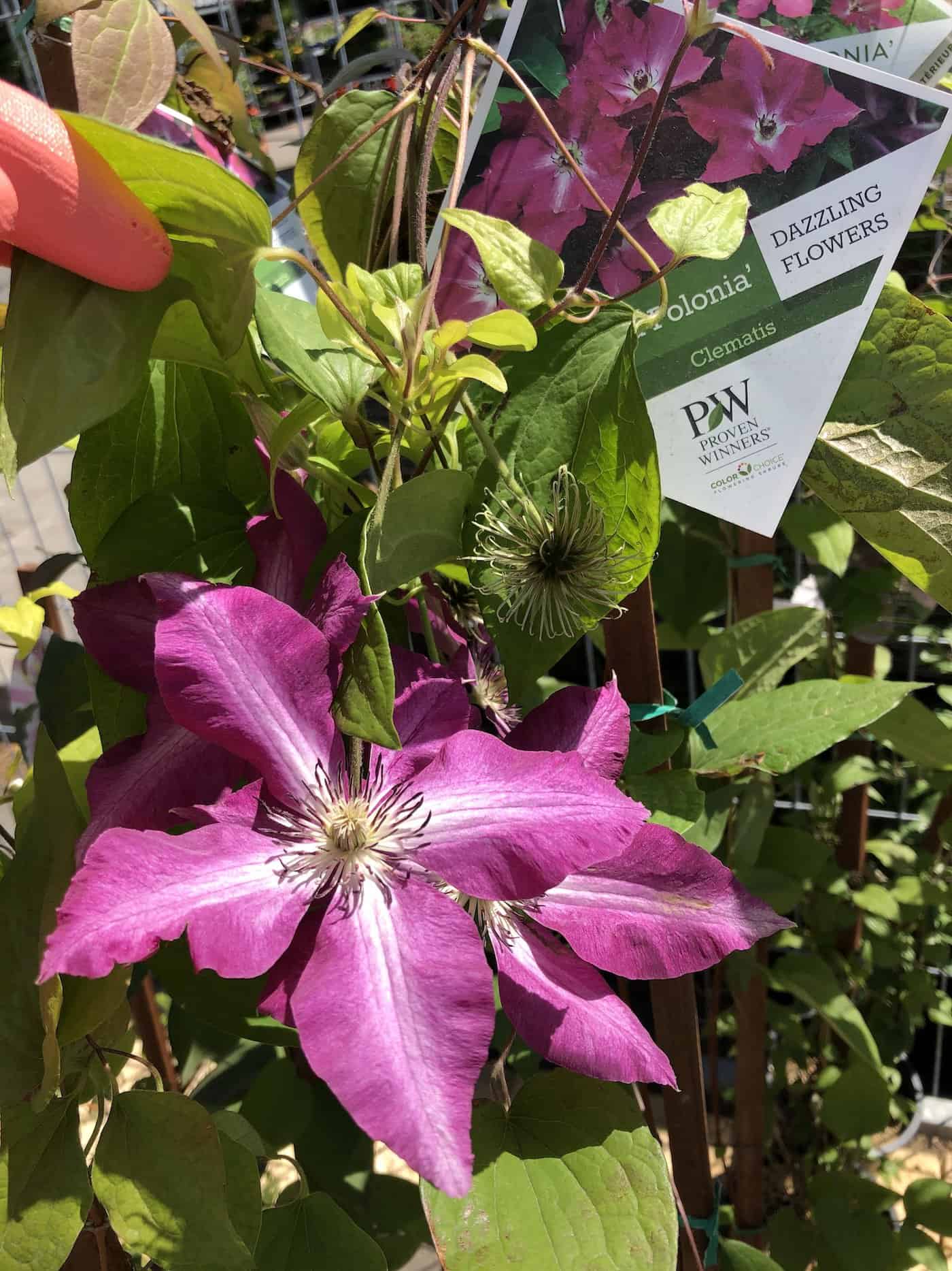 Pw clematis