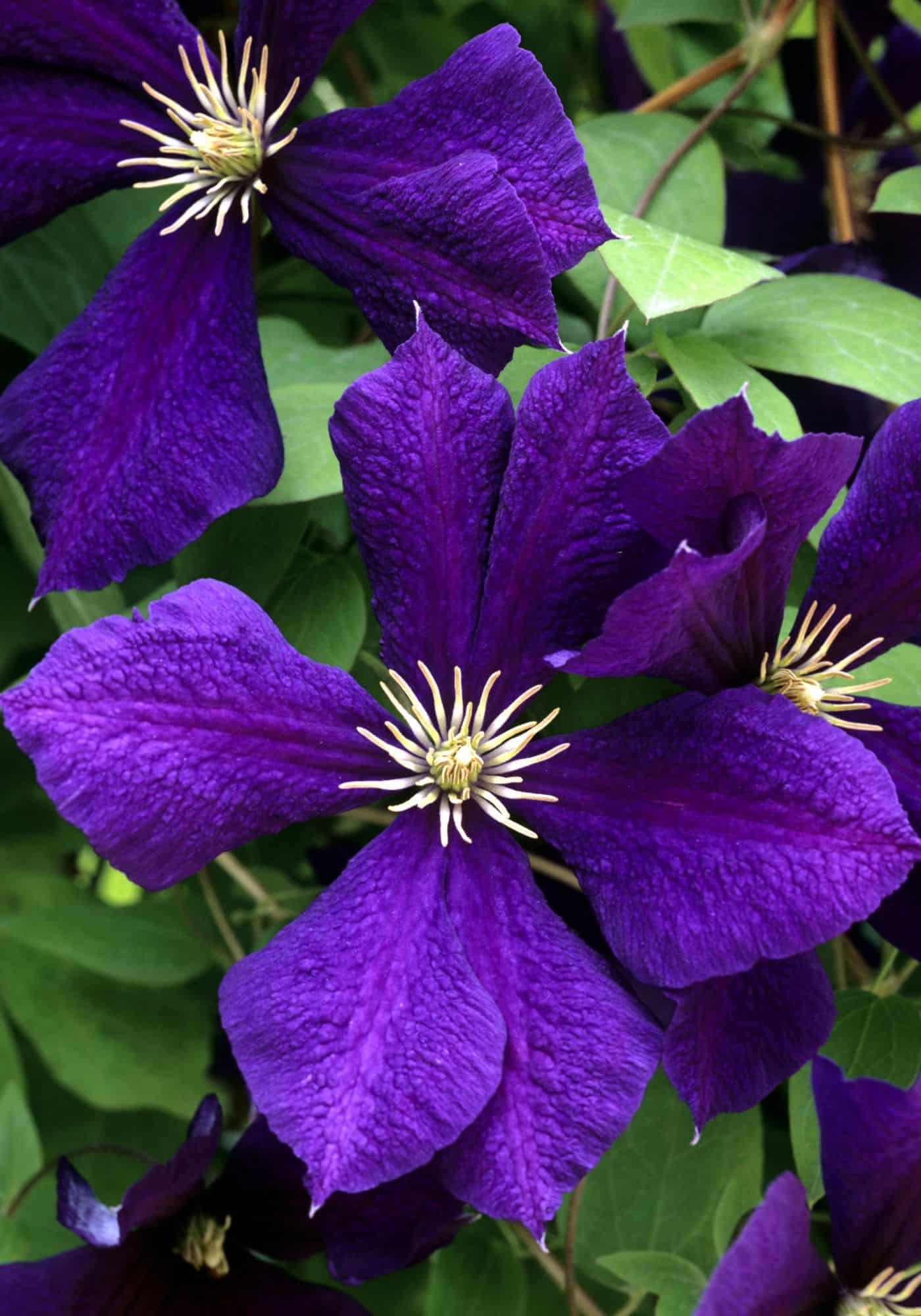 Classic dark purple clematis