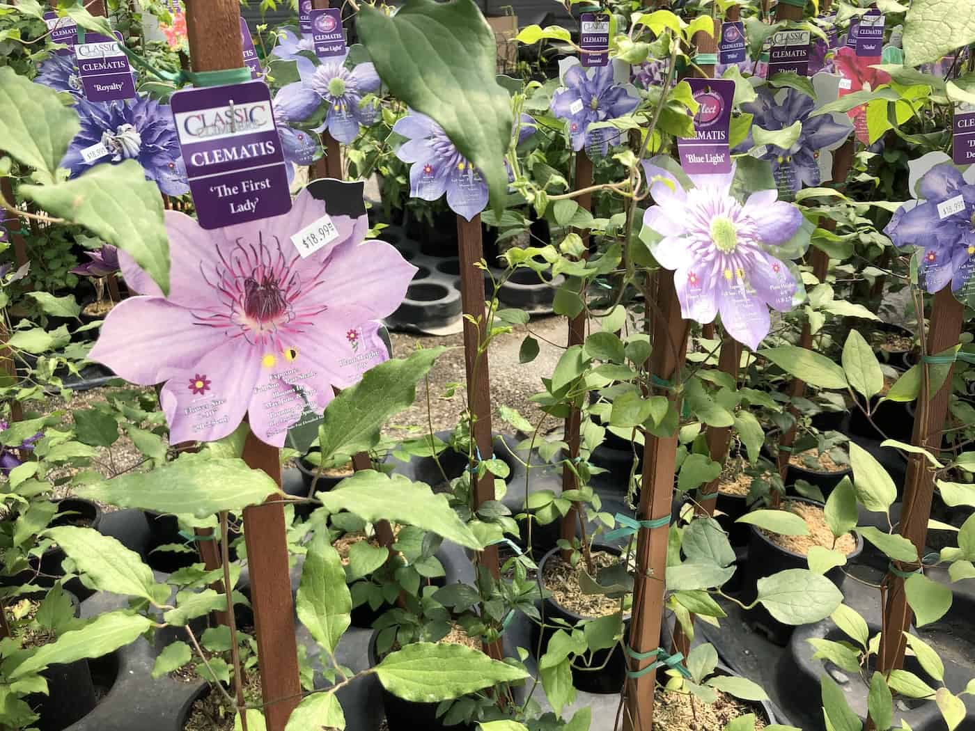 Clematis plants at nursery