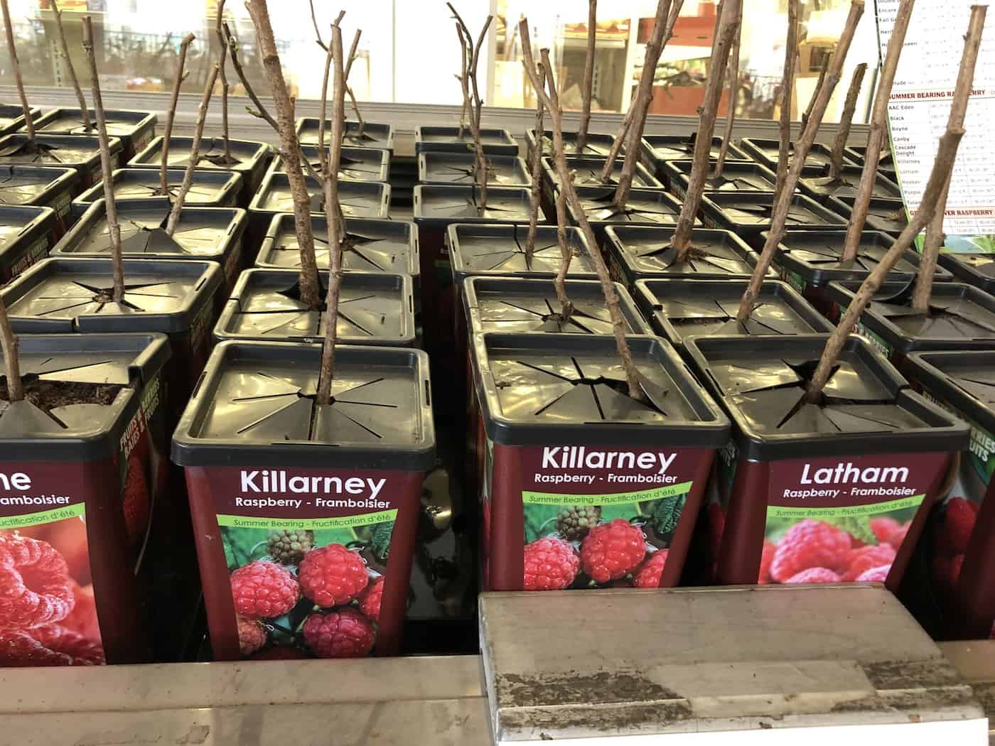 Dormant raspberry plants for sale