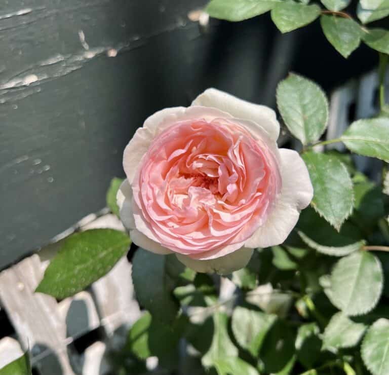 How to grow roses 🍃🌹 Cultivate elegance and fragrance in your garden!