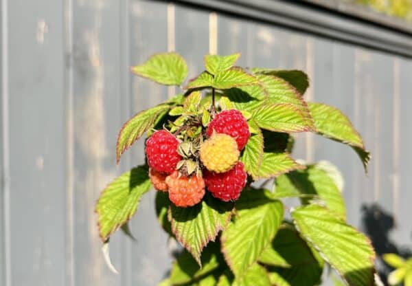 fall-bearing raspberries in october