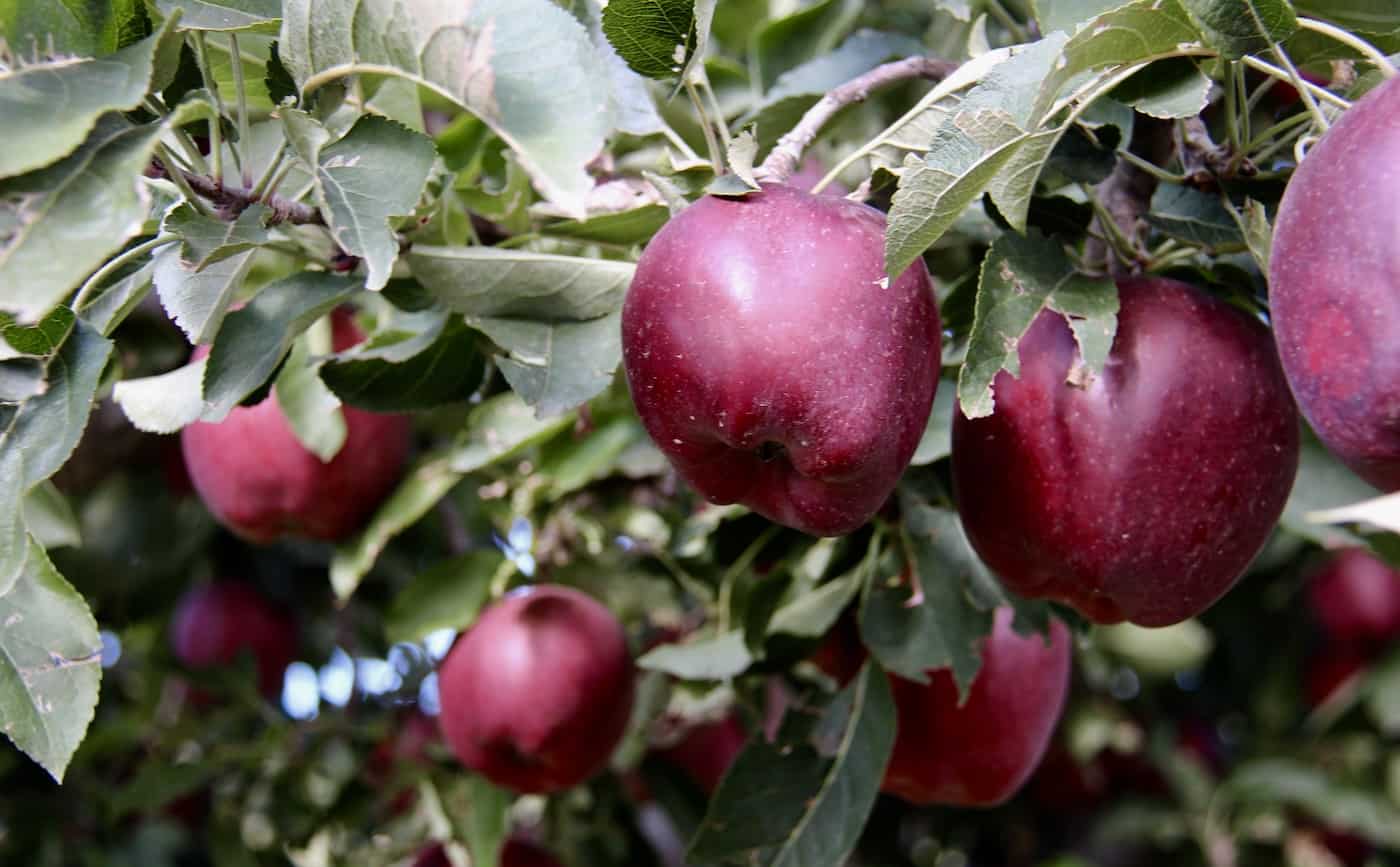 How to grow apples π±π Nurture nature's sweet treat in your backyard!