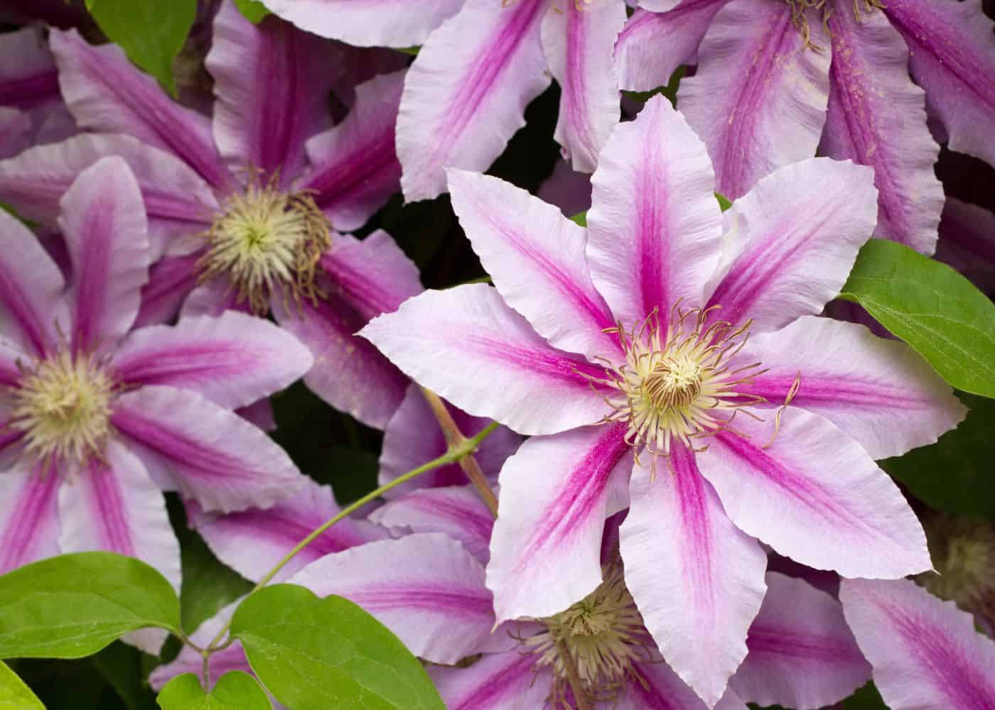 Pink clematis flowers