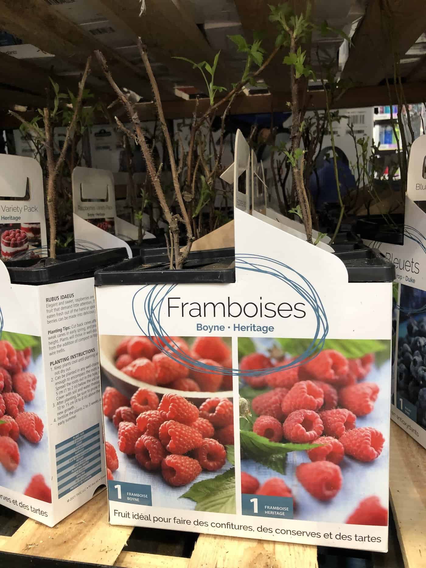 Raspberry plants at costco