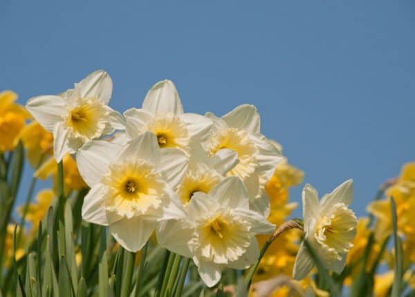 white daffodils in garden