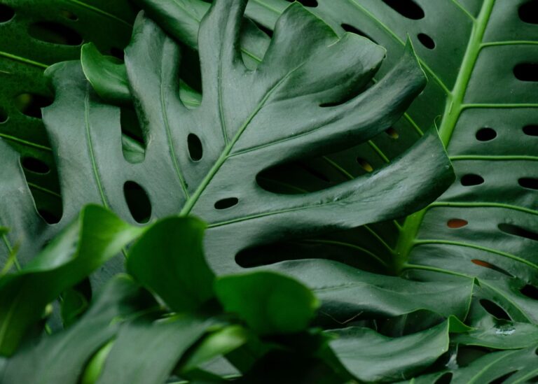 Monstera leaves showing fenestrations