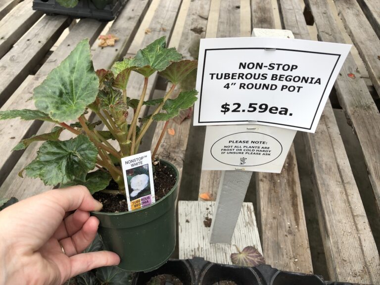 Tuberous begonia non stop white