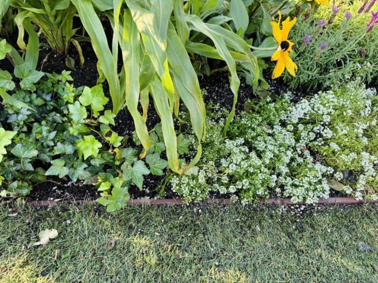 Various ground covers