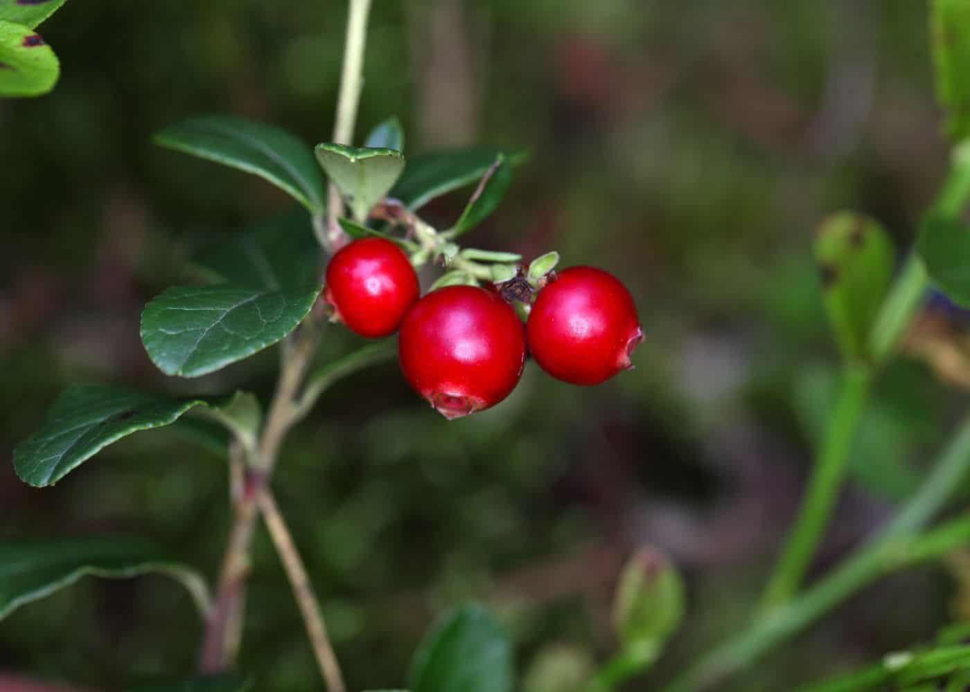 Vaccinium vitis-idaea - lingonberry