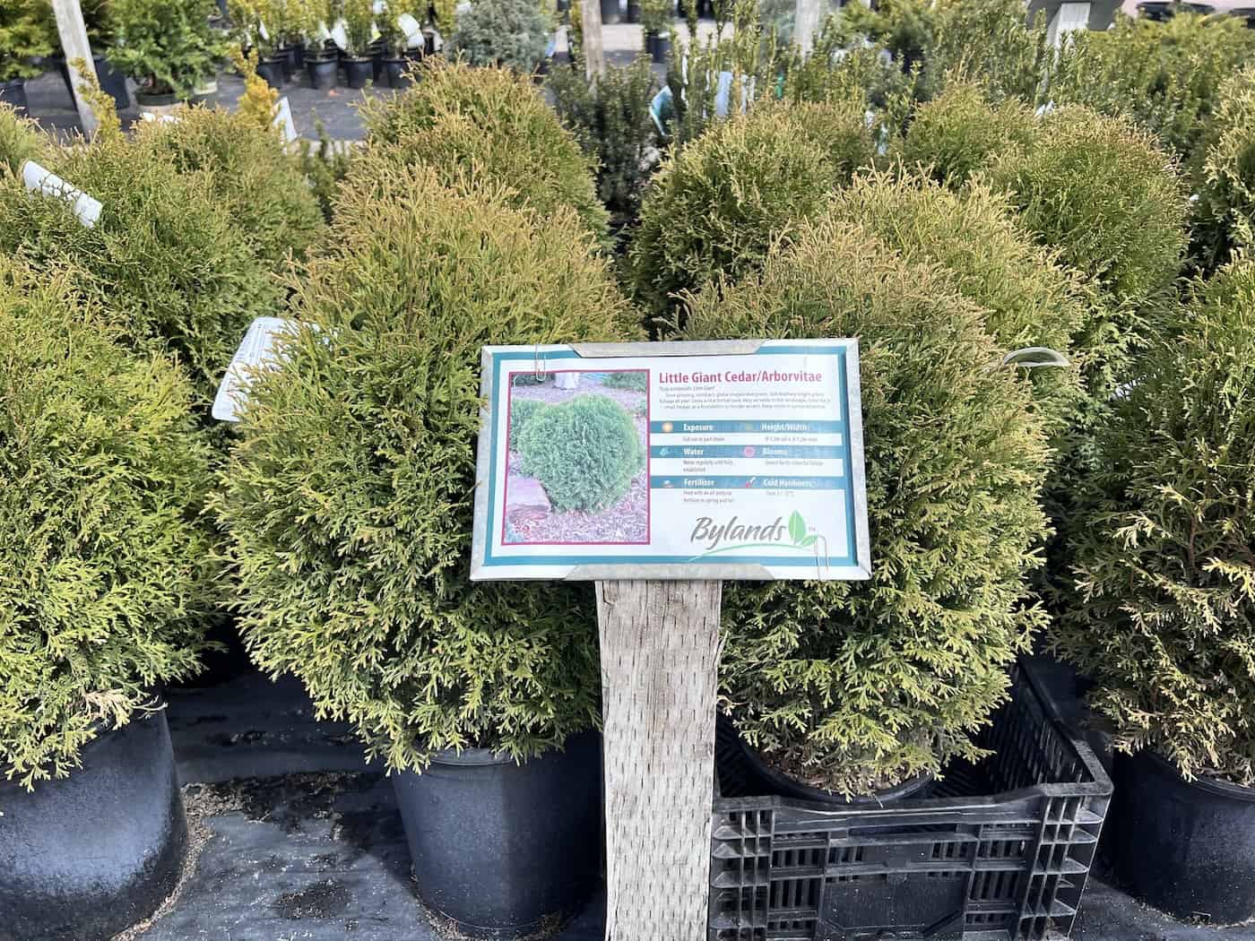 Arborvitae plants for sale