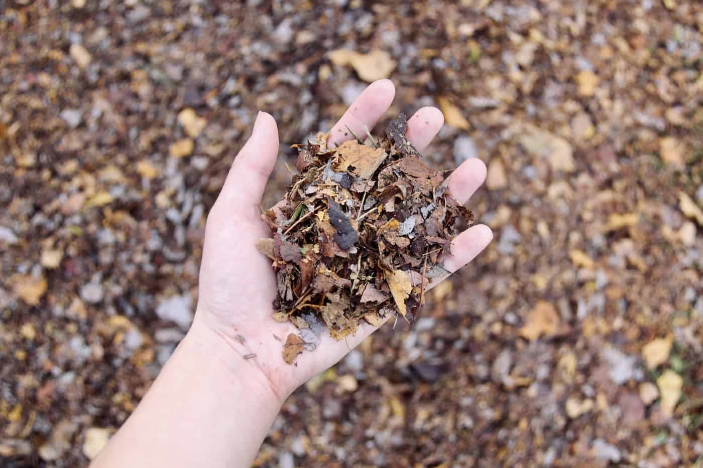 Hand holding shredded leaves