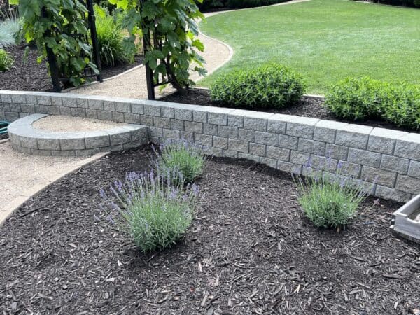 lavender plants in new garden bed surrounded by organic mulch and a small stone wall
