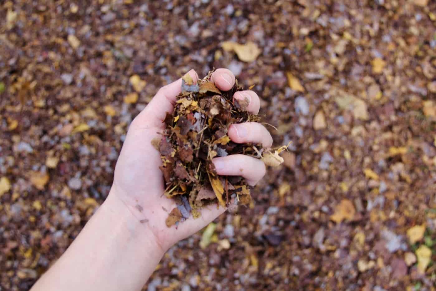 Shredded autumn leaves