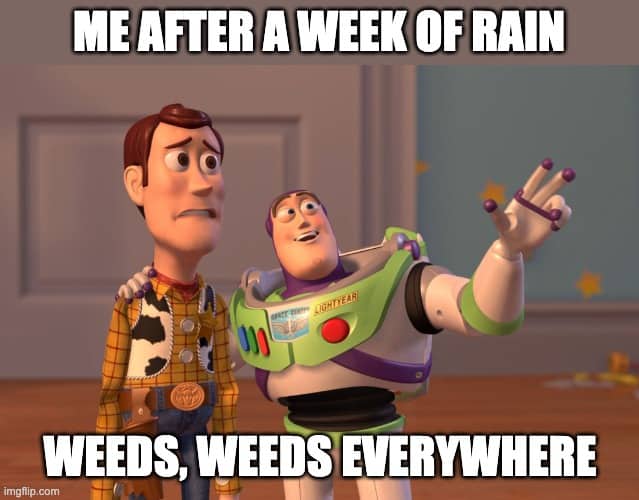 Me after a week of rain