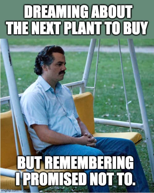 I promised not to buy more plants